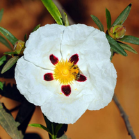 CISTUS