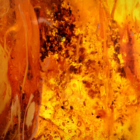 AMBER
