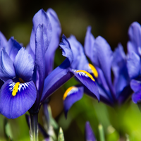 IRIS