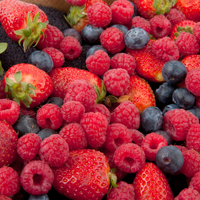 FRUITS OF FOREST