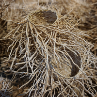 VETIVER