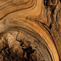 GUAIAC WOOD