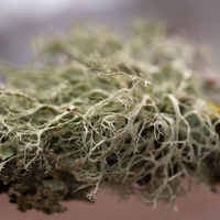 OAKMOSS