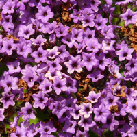 HELIOTROPE 